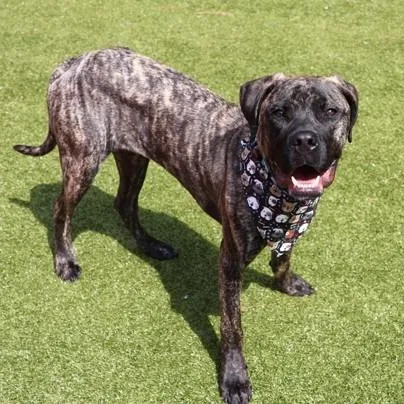 A young medium-sized male Mixed Breed dog named Rocco T. for adoption in Athens, GA