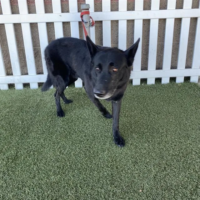 An adult large-sized male German Shepherd Dog dog named Blacky for adoption in Modesto, CA