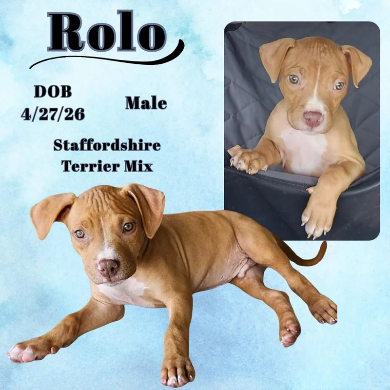 A baby medium-sized male Brown / Chocolate American Staffordshire Terrier dog named Rolo for adoption in Caldwell, TX