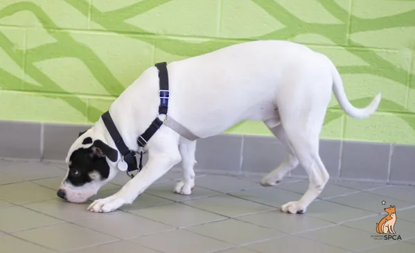 A young medium-sized male Pit Bull Terrier dog named Squishmallow for adoption in Roanoke, VA
