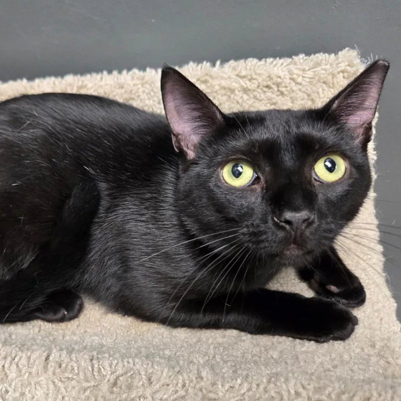 An adult large-sized male Black Domestic Short Hair cat named Slim Jim for adoption in Hamburg, NY