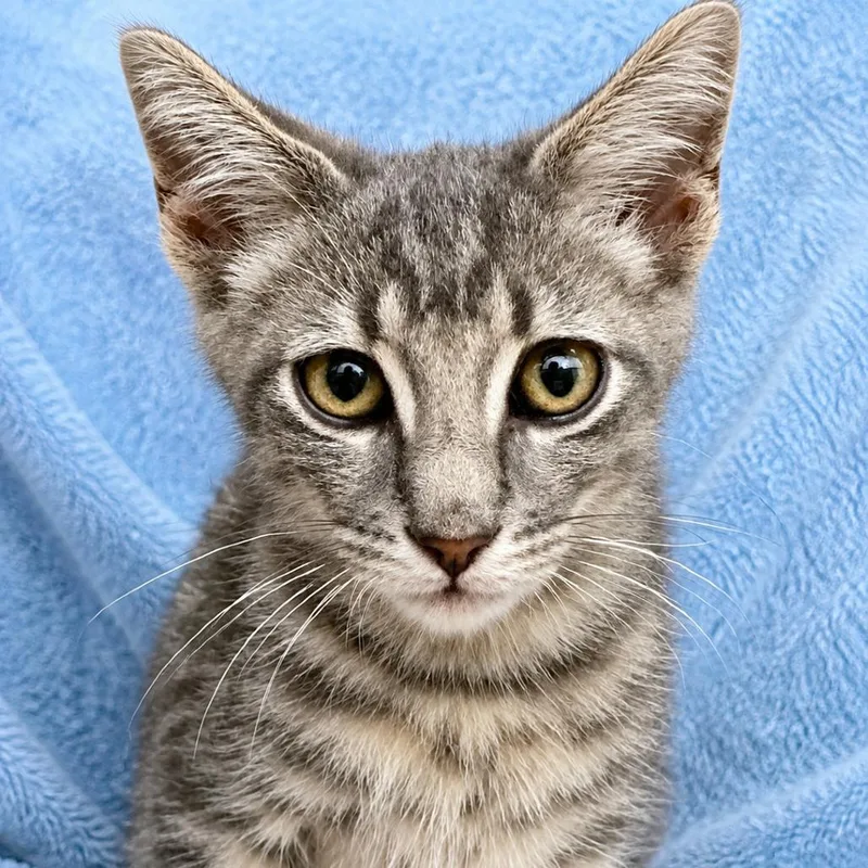 A baby small-sized male Gray / Blue / Silver Domestic Short Hair cat named Dolphin for adoption in Upland, CA