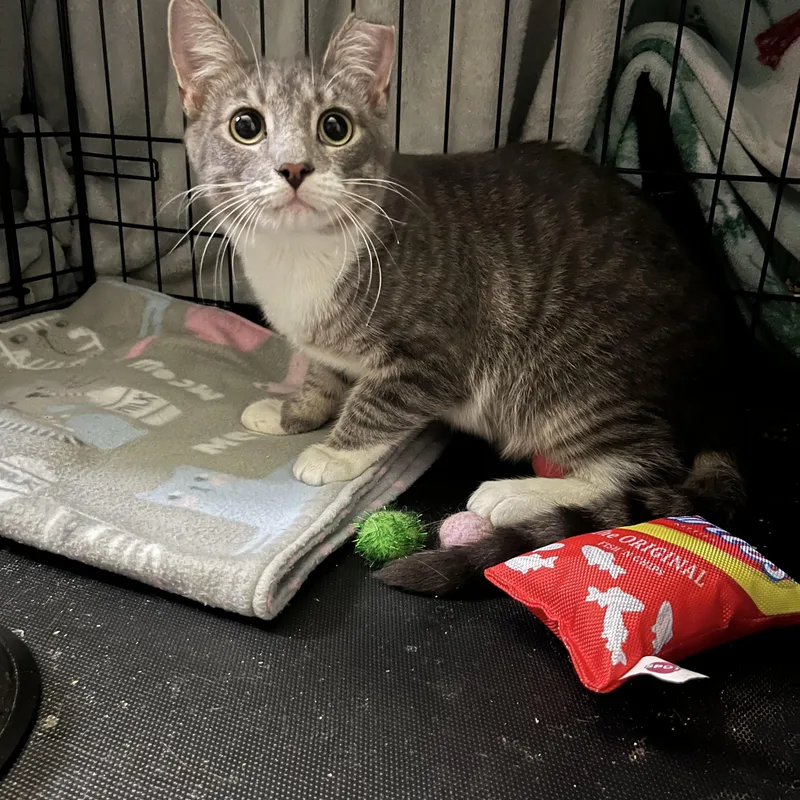 A young medium-sized male Tabby (Gray / Blue / Silver) Domestic Short Hair cat named Kickstand for adoption in Elkton, MD