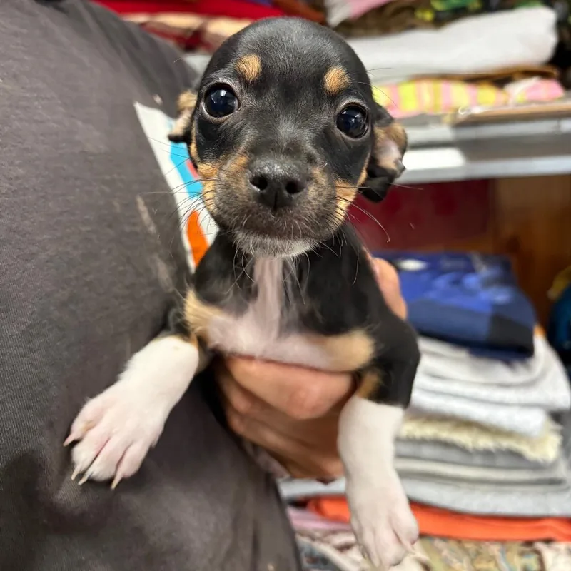 A baby small-sized male Black Chihuahua dog named Wranglera for adoption in San Pablo, CA