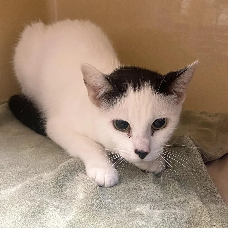 A young small-sized female White Domestic Short Hair cat named Morgan for adoption in Elyria, OH