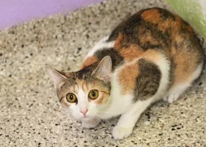 An adult medium-sized female Domestic Short Hair cat named Charm for adoption in Baton Rouge, LA