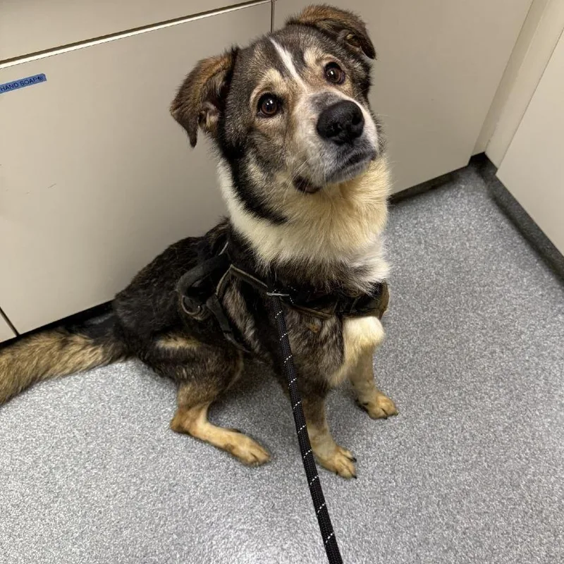 An adult medium-sized male Brown / Chocolate Mixed Breed dog named Curly for adoption in Batavia, OH