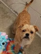 A young small-sized female Terrier dog named Twinkie for adoption in Aurora, IL