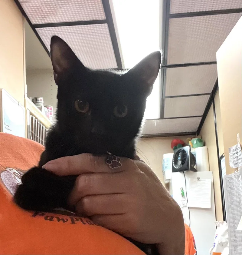 A young medium-sized female Black Domestic Short Hair cat named Jolene for adoption in Scottsdale, AZ