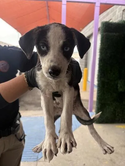 A baby small-sized female Black Mixed Breed dog named 61115094 for adoption in El Paso, TX