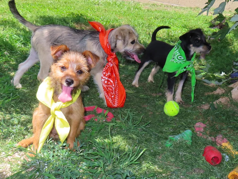 A baby small-sized female Norfolk Terrier dog named Pixie CC for adoption in Rogers, AR