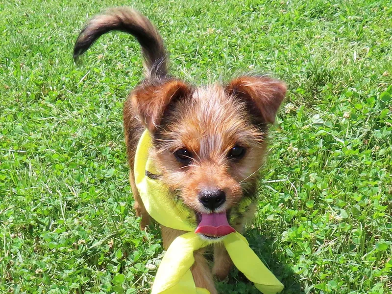 Pixie CC thumbnail 4