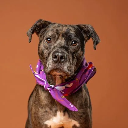 An adult medium-sized male Catahoula Leopard Dog dog named Little Foot for adoption in Atlanta, GA