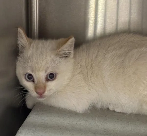 A baby medium-sized male Domestic Short Hair cat named Finley for adoption in Silverdale, WA
