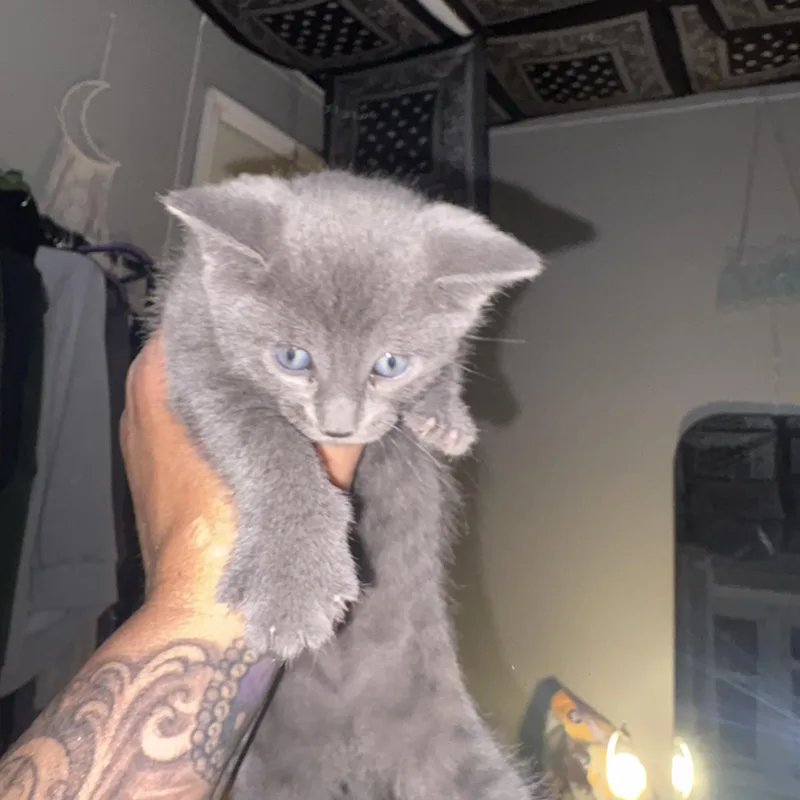 A baby medium-sized male Gray / Blue / Silver Domestic Short Hair cat named Kenshin for adoption in Moriches, NY