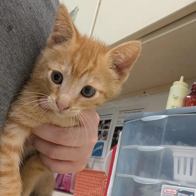 A baby small-sized male Orange / Red Domestic Short Hair cat named Bing for adoption in Ardmore, OK