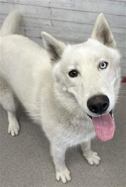 An adult large-sized male Siberian Husky dog named Oreo for adoption in San Bernardino, CA