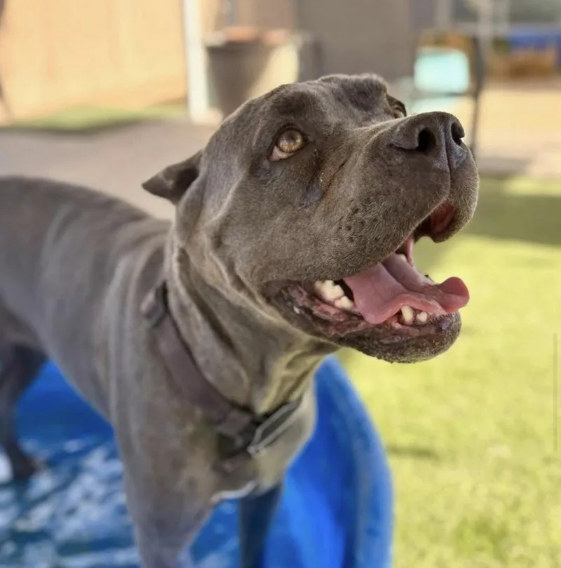 A young medium-sized female Cane Corso dog named Gwyn for adoption in Glendale, AZ