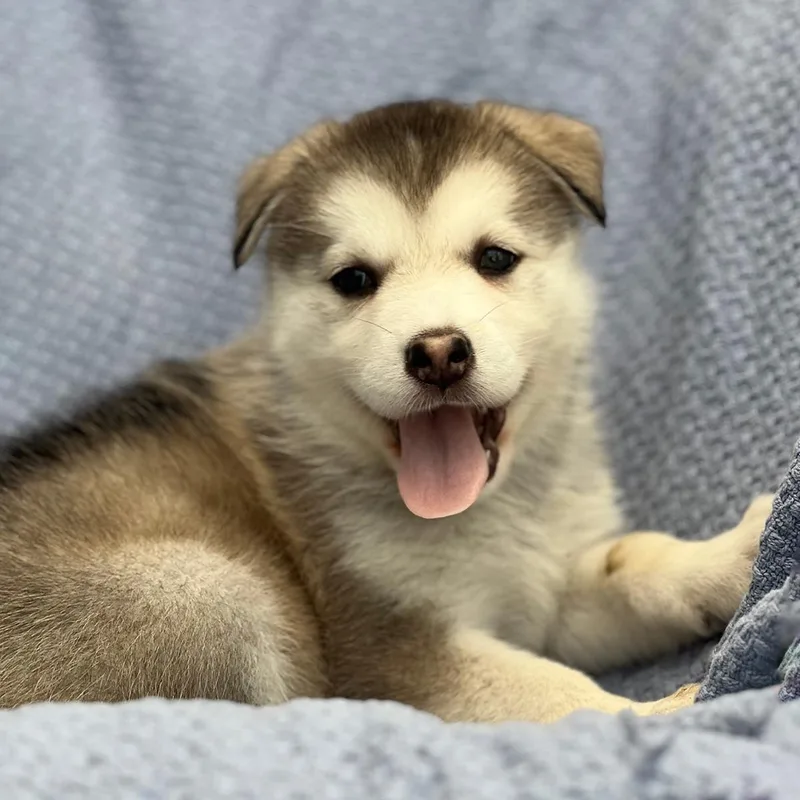 A baby large-sized female Shepherd dog named Marshmallow Pup  Little for adoption in San Diego, CA