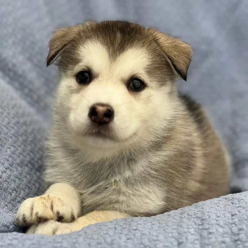 Marshmallow Pup  Little thumbnail 2