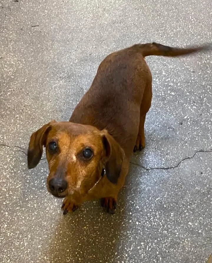 A senior small-sized male Dachshund dog named Gwanpaw Milo for adoption in Ocala, FL