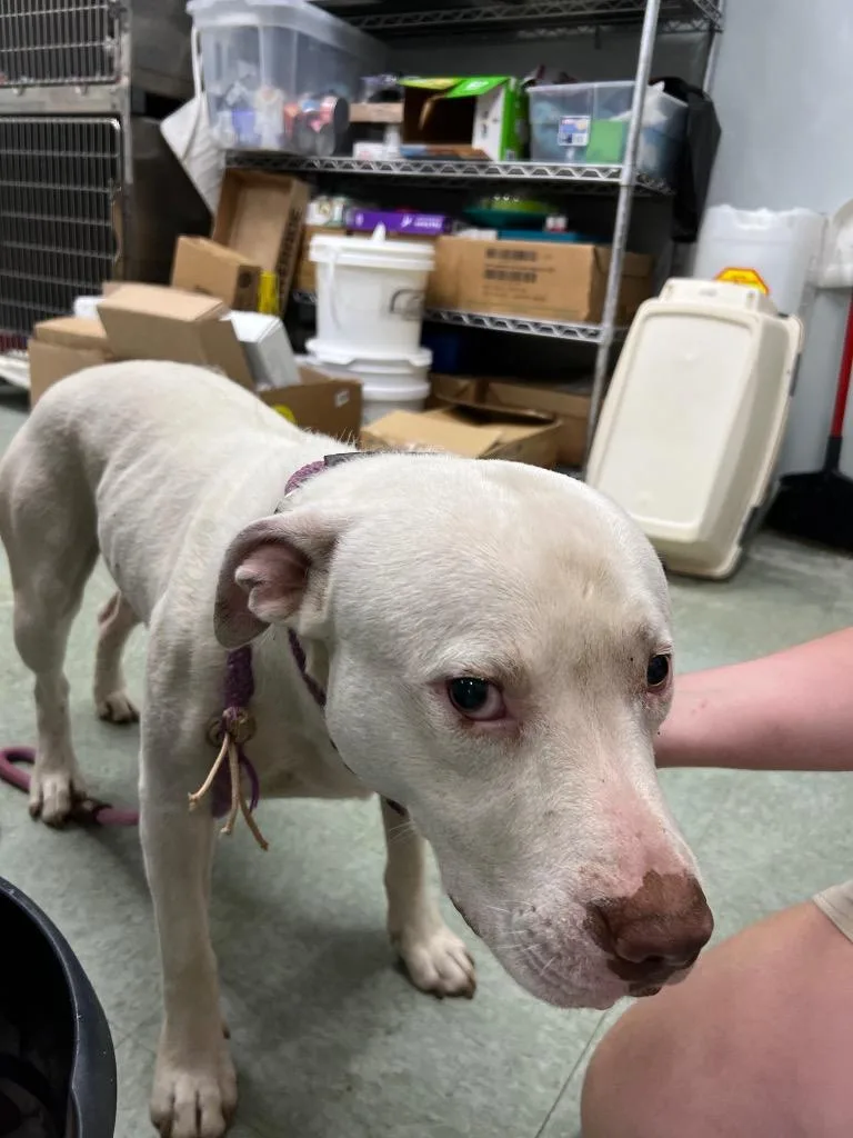 An adult medium-sized male Pit Bull Terrier dog named Spice for adoption in Danielsville, GA