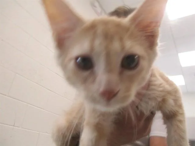 A baby small-sized male Domestic Short Hair cat named Drax for adoption in Ocala, FL