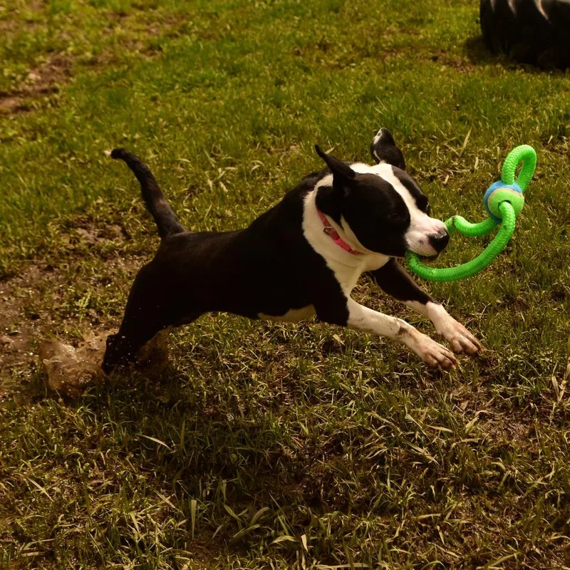 An adult medium-sized female Black Mixed Breed dog named Holly for adoption in Owosso, MI