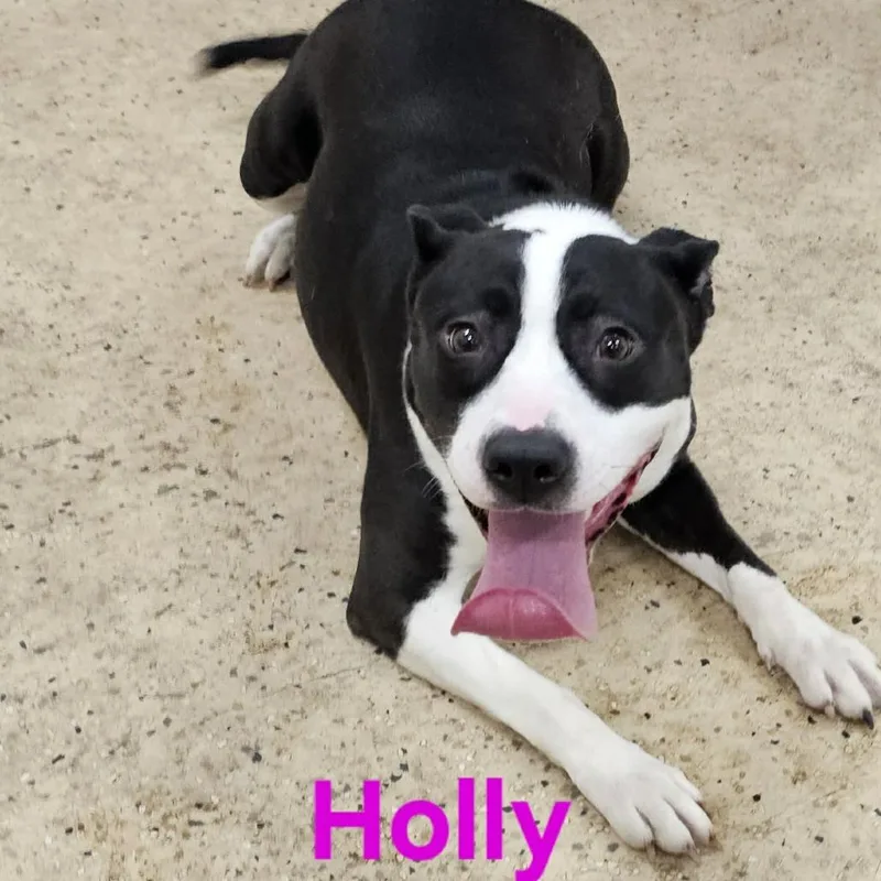 Holly thumbnail 6