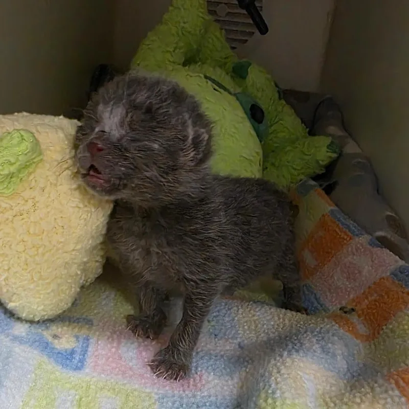A baby small-sized male Gray / Blue / Silver Domestic Short Hair cat named Maynard for adoption in Phoenix, AZ