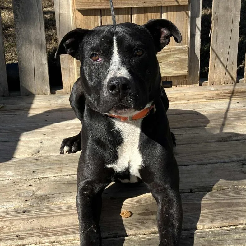 An adult medium-sized male Black Pit Bull Terrier dog named Brad for adoption in Pulaski, TN