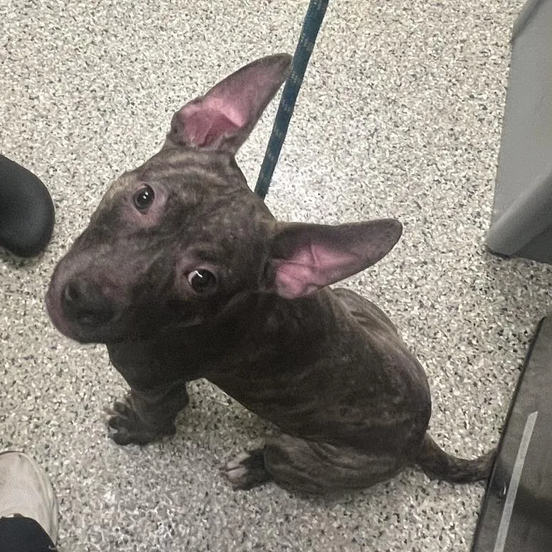 A young small-sized male Pit Bull Terrier dog named Corncob for adoption in Cedar Rapids, IA