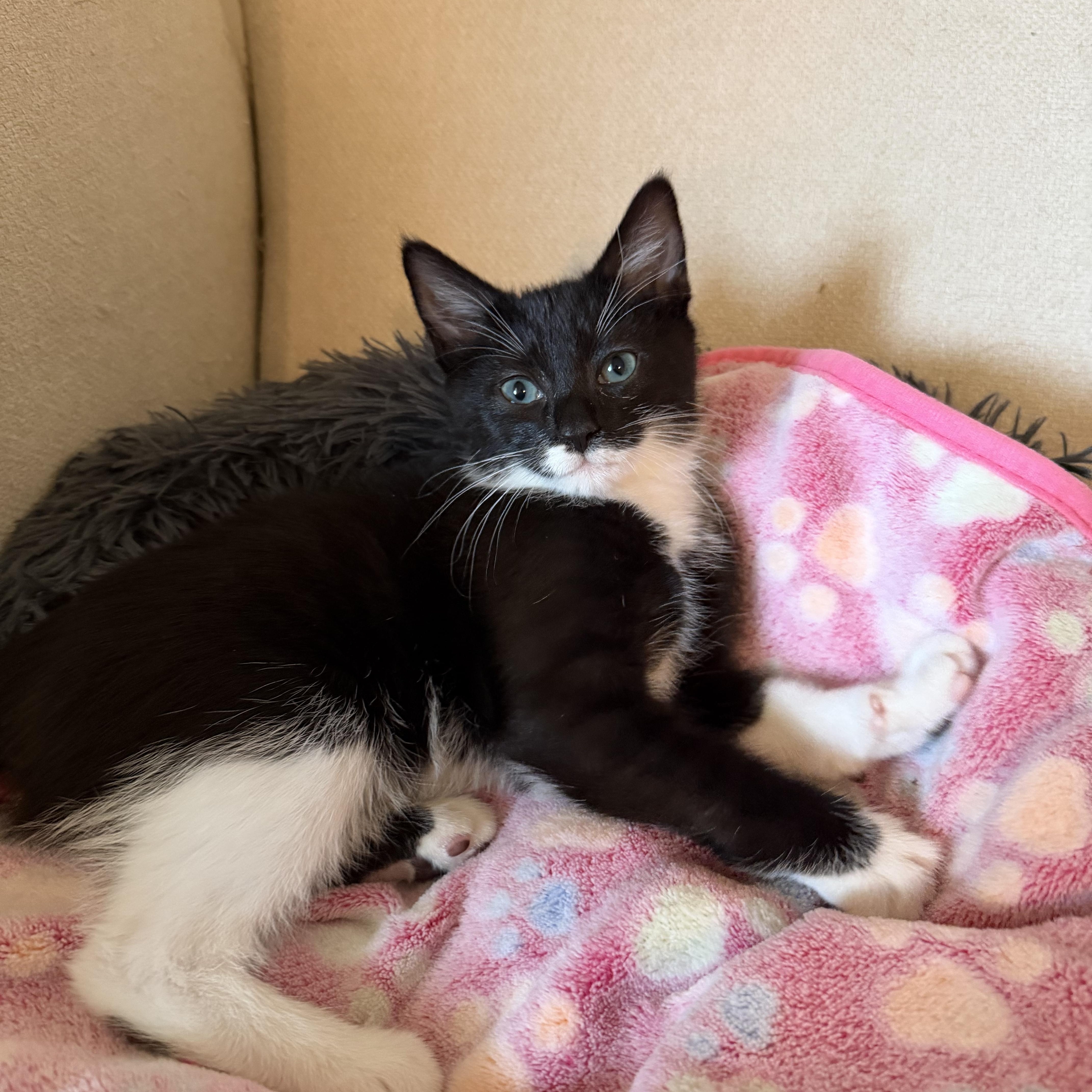 A baby medium-sized female Orange / Red Domestic Short Hair cat named Sailor&skipper for adoption in Brierfield, AL