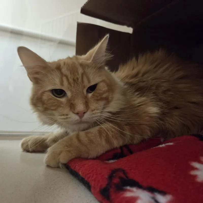 An adult medium-sized male Orange / Red Domestic Medium Hair cat named Arlo for adoption in Ballston Spa, NY