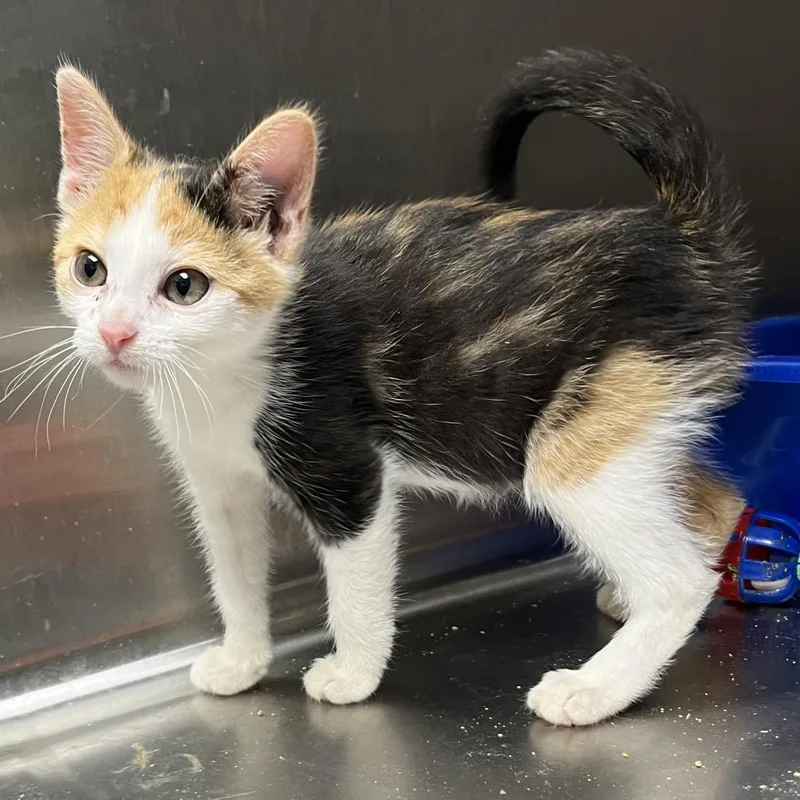 A baby small-sized female Domestic Short Hair cat named Yvette for adoption in Mount Gilead, NC