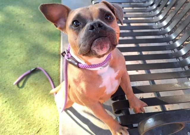 Roxy