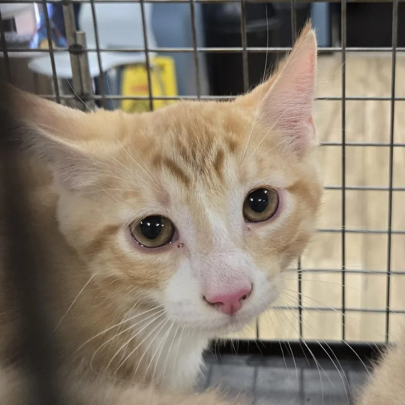 A baby small-sized male Orange / Red Domestic Short Hair cat named Moose for adoption in Newark, NJ