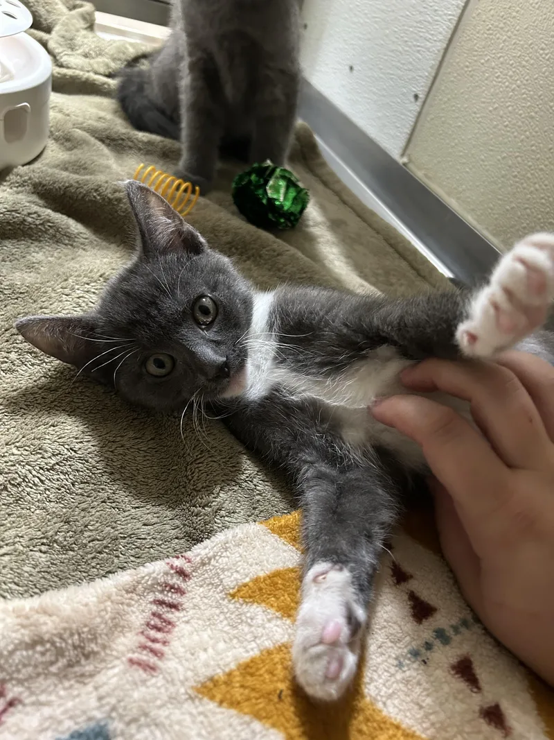 A young medium-sized male Gray & White Domestic Short Hair cat named Mike for adoption in Walker, MI