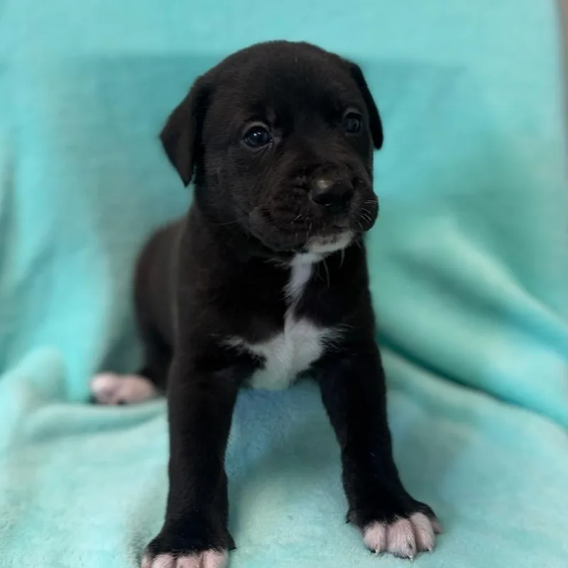 A baby medium-sized male Black Labrador Retriever dog named Percy for adoption in St. Peters, MO