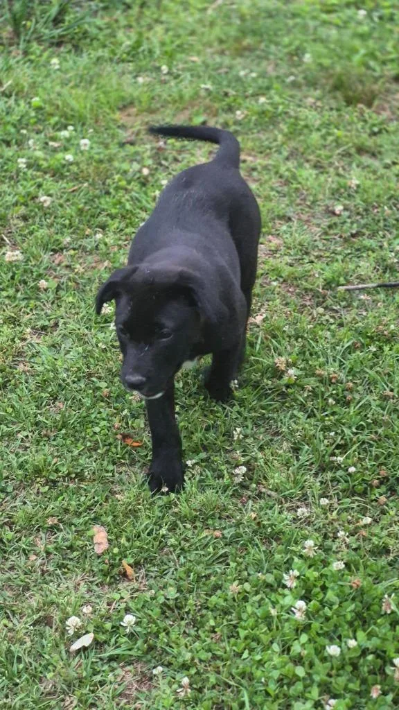 A baby medium-sized female Mixed Breed dog named Myrtle for adoption in Fond Du Lac, WI