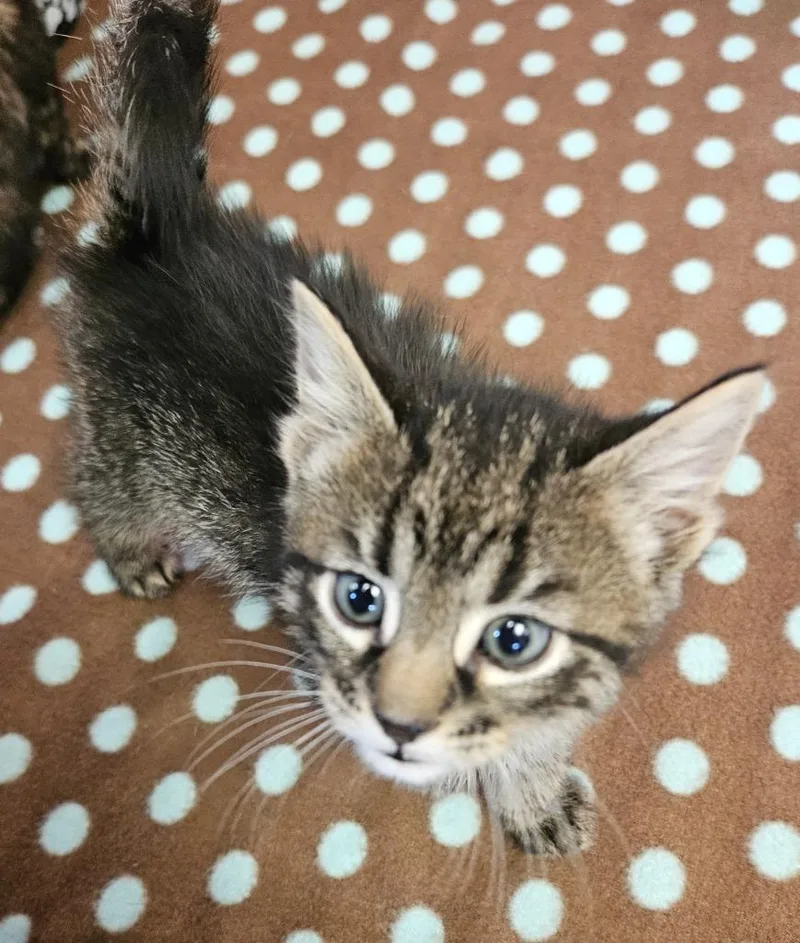 A baby small-sized male Domestic Medium Hair cat named Chico for adoption in Sherwood, AR