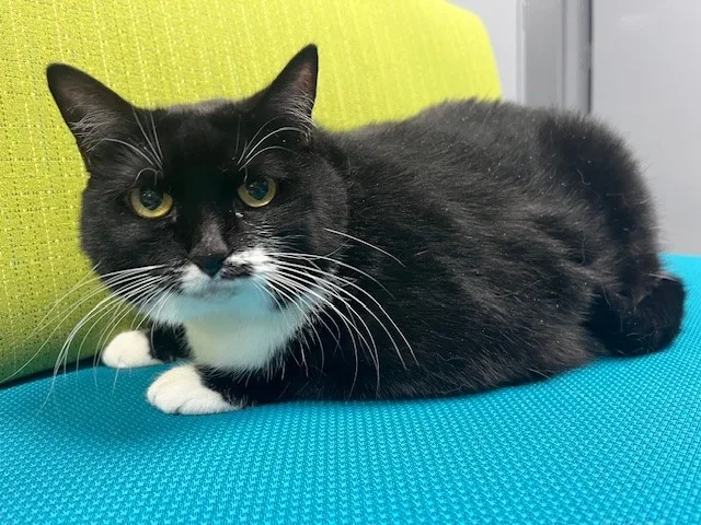 An adult large-sized female Black & White / Tuxedo Domestic Short Hair cat named Mrs. Butterworths for adoption in Tyler, TX