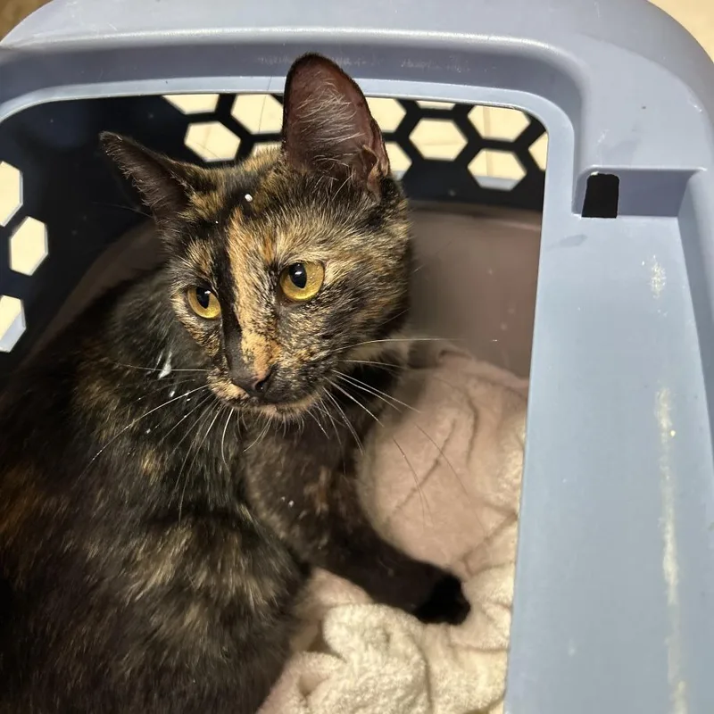 An adult medium-sized female Tortoiseshell Domestic Short Hair cat named Tutti for adoption in Leander, TX