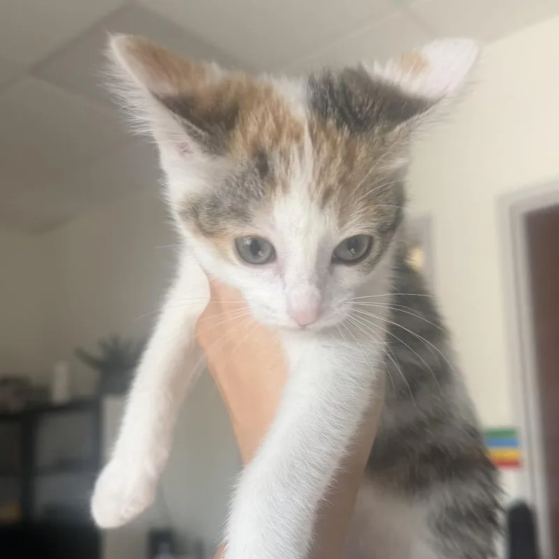 A baby small-sized female Brown / Chocolate Domestic Short Hair cat named Shaving Cream for adoption in St. Paul, MN