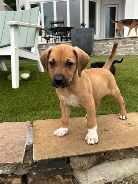 A baby small-sized male Mixed Breed dog named Goose for adoption in Statesville, NC