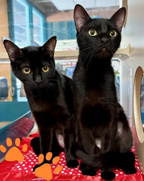 A young small-sized female Domestic Short Hair cat named Starling for adoption in Novato, CA