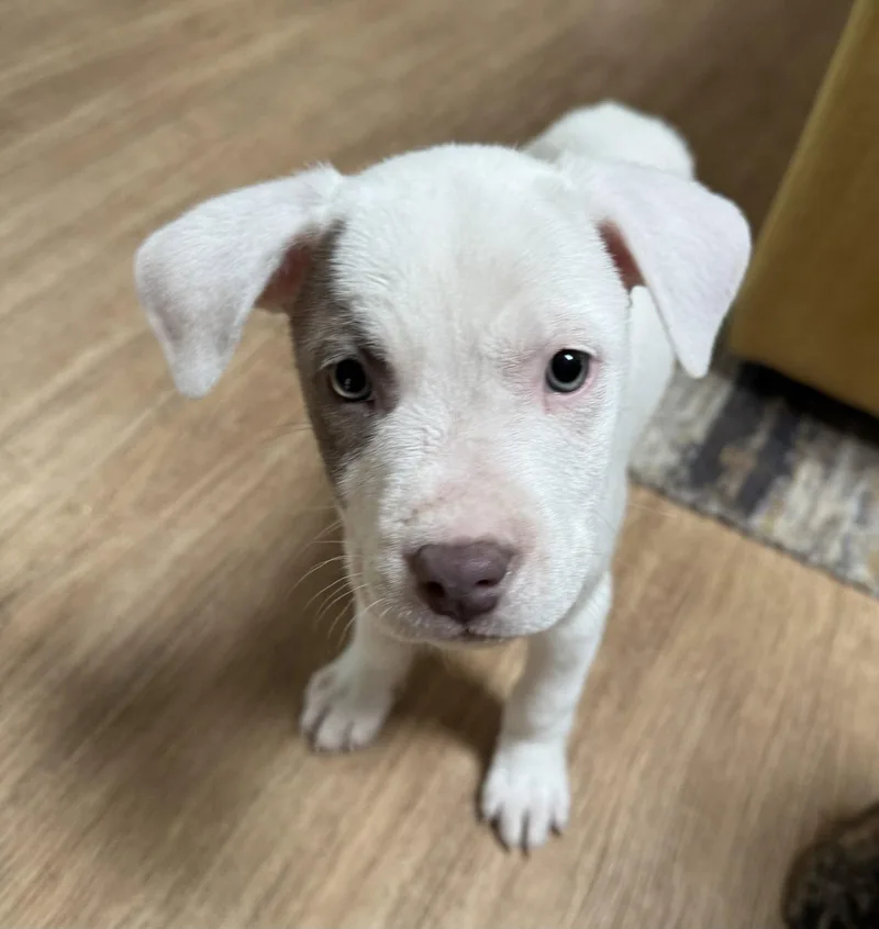 Evie