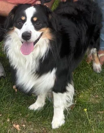 A young medium-sized male Tricolor (Brown, Black, & White) Australian Shepherd dog named Mr. sMARTY Pants  for adoption in Collegeville, PA