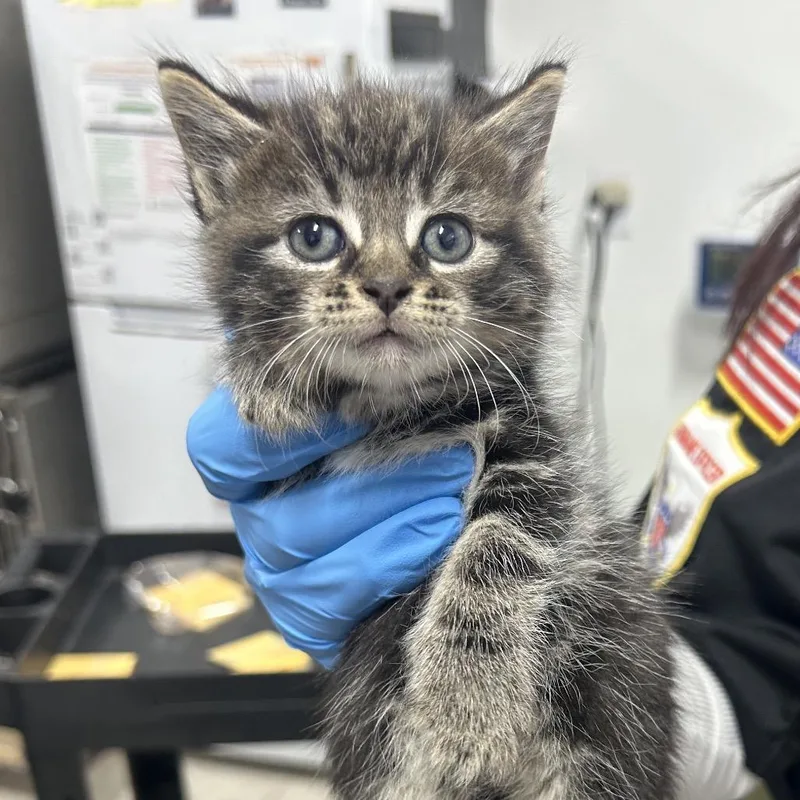 A baby small-sized male Domestic Medium Hair cat named Max for adoption in Newark, NJ
