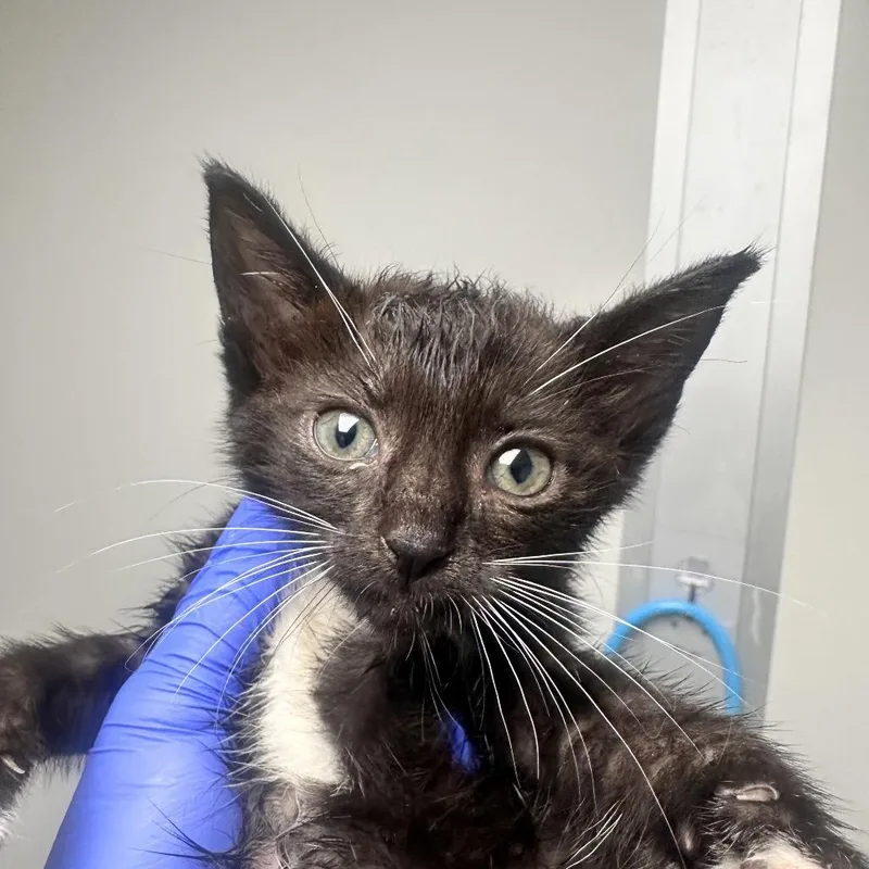 A baby small-sized female Black Domestic Short Hair cat named Mavis for adoption in Concord, NC
